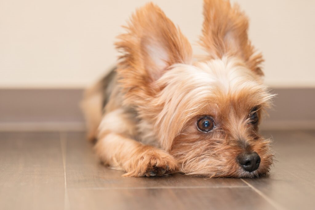 床鳴り専門業者【床鳴りレスキュー郡山・仙台】剝がさない補修工事 ペットも安心な床イメージ画像